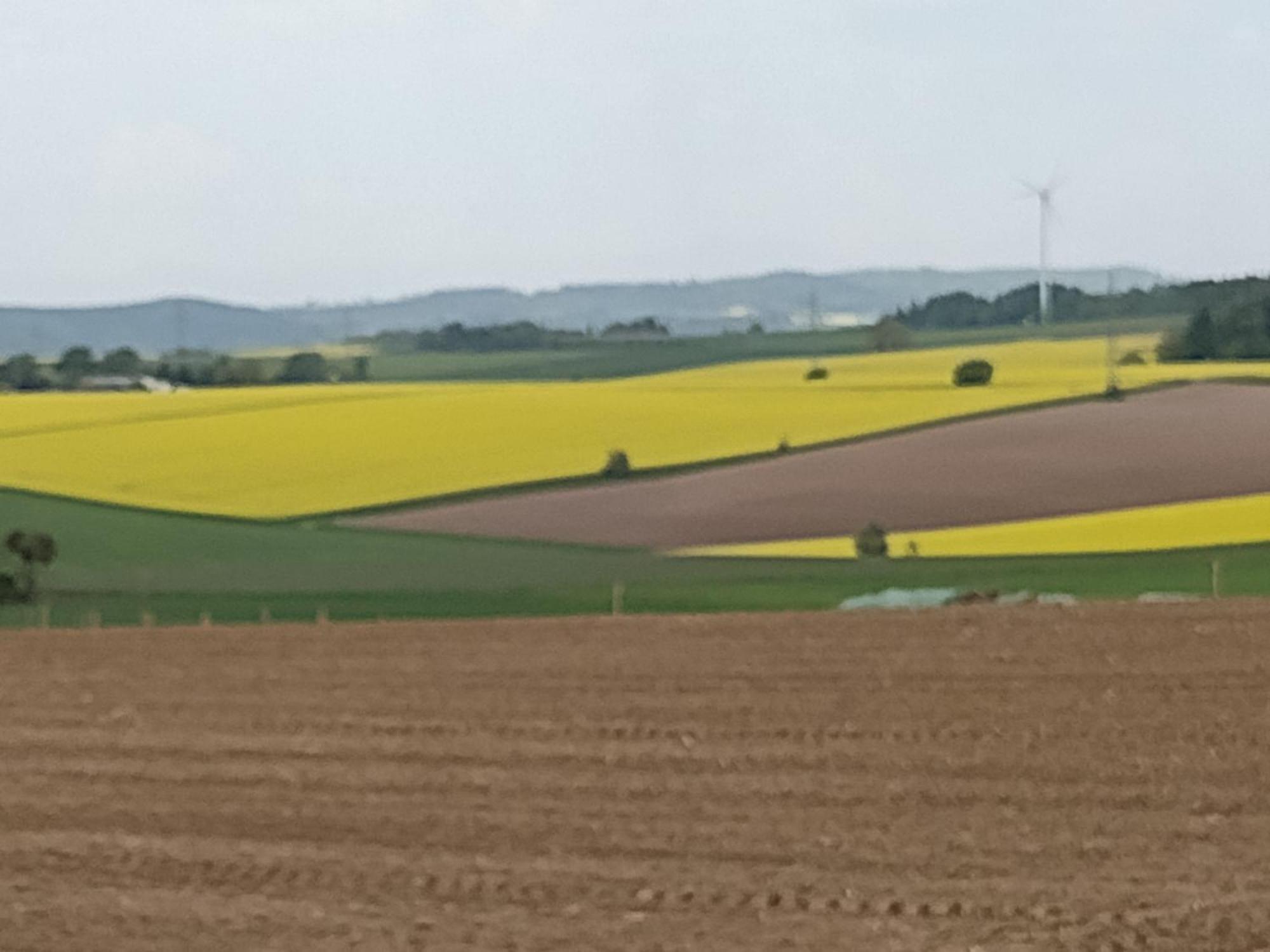 Olifant In Osterode Διαμέρισμα Osterode am Harz Εξωτερικό φωτογραφία