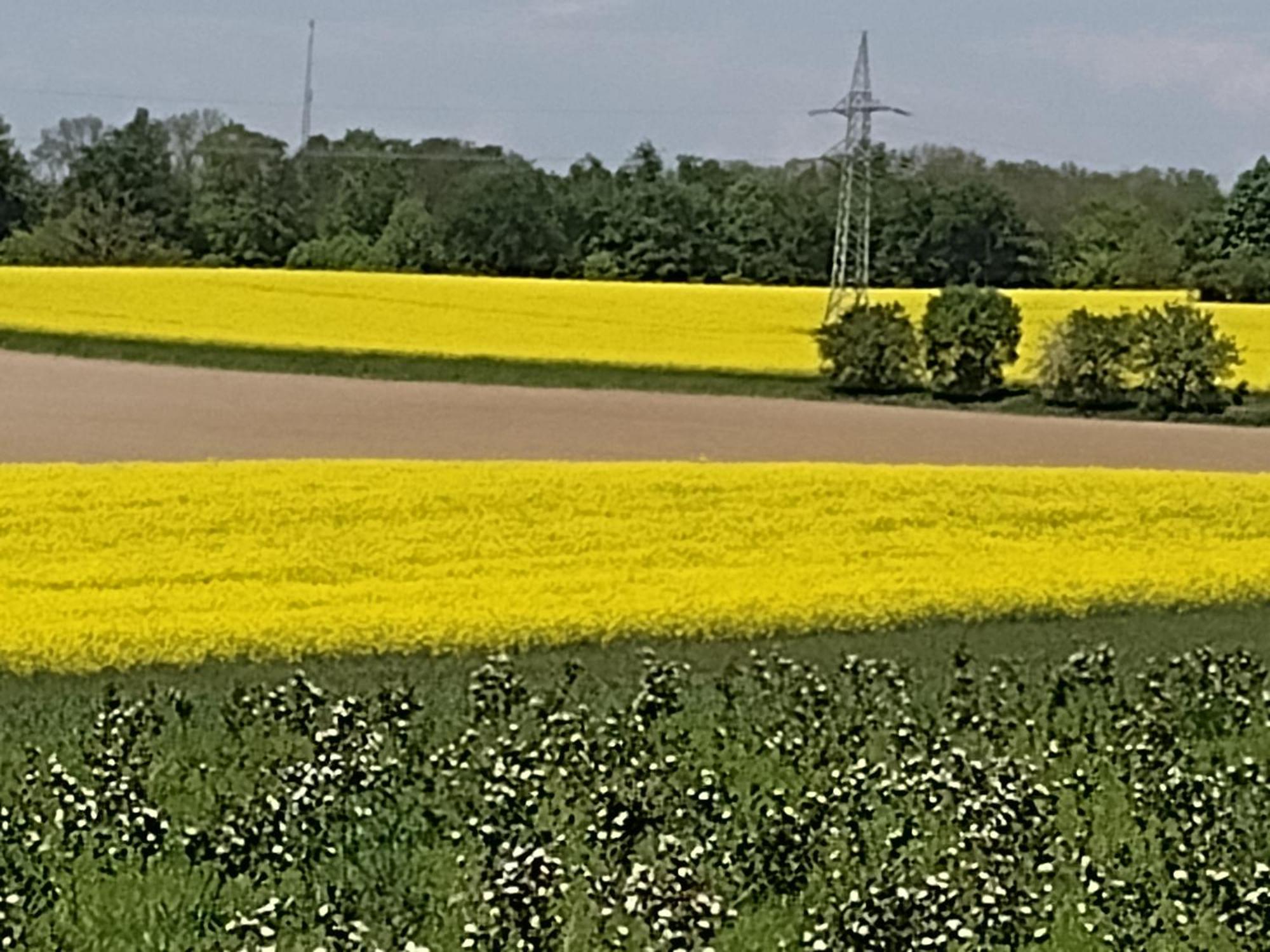 Olifant In Osterode Διαμέρισμα Osterode am Harz Εξωτερικό φωτογραφία
