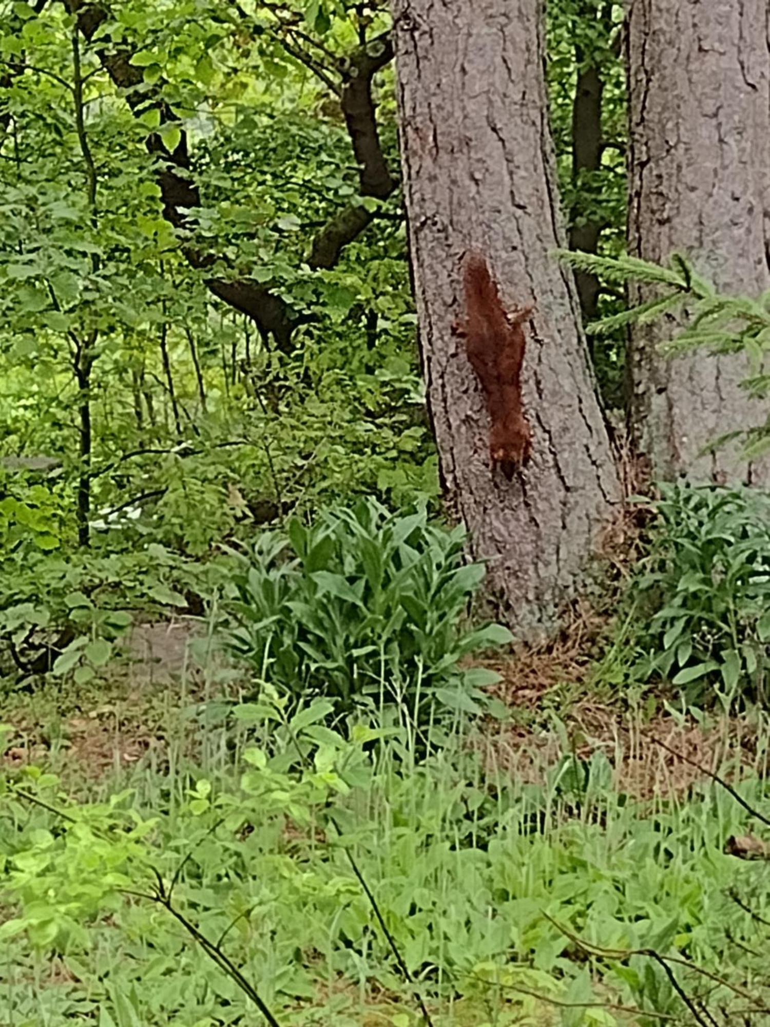 Olifant In Osterode Διαμέρισμα Osterode am Harz Εξωτερικό φωτογραφία